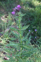 Cirsium sychnosanthum