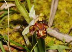 Ophrys dodekanensis