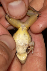 Guibe's Grassland Frog photo 4