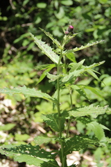 Cirsium sychnosanthum