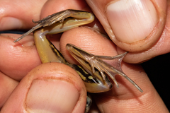 Guibe's Grassland Frog photo 5