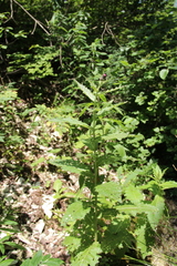 Cirsium sychnosanthum