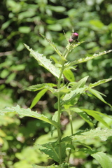 Cirsium sychnosanthum