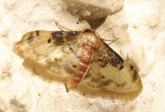 Idaea filicata