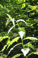 Cirsium sychnosanthum