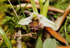 Ophrys dodekanensis