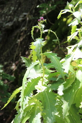 Cirsium sychnosanthum