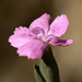 Dianthus cintranus - Photo (c) António Pena, algunos derechos reservados (CC BY-NC-SA)
