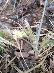Primula elatior