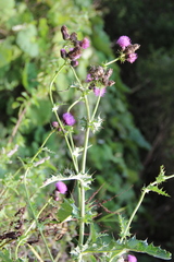 Cirsium sychnosanthum