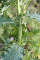 Cirsium sychnosanthum