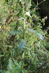 Cirsium sychnosanthum