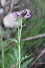 Cirsium sychnosanthum