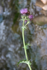 Cirsium sychnosanthum