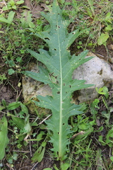 Cirsium sychnosanthum