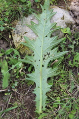 Cirsium sychnosanthum