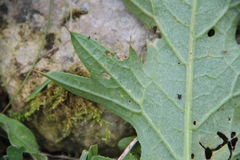 Cirsium sychnosanthum