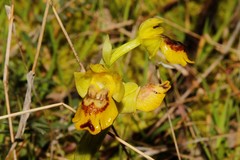 Ophrys lutea galilaea