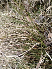 Schoenus ferrugineus
