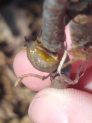 Arion intermedius