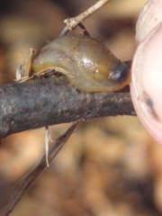 Arion intermedius