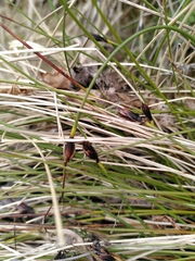 Schoenus ferrugineus