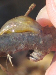 Arion intermedius