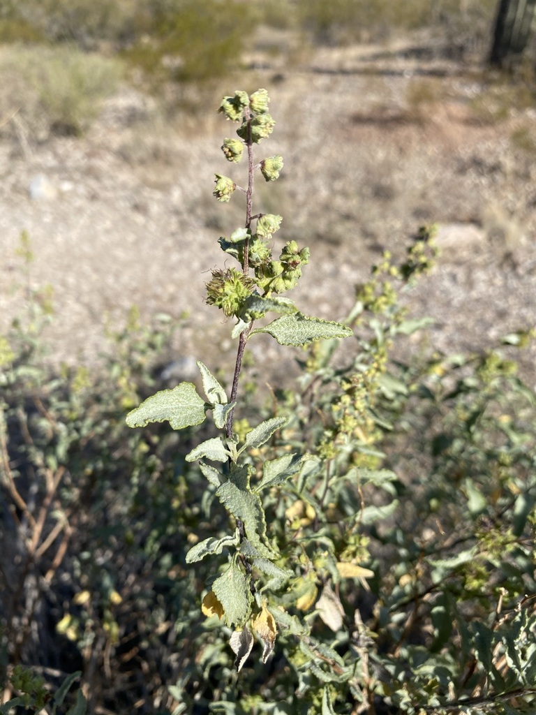 Ambrosia deltoidea, Pinal, Arizona, United States