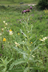 Cirsium uliginosum