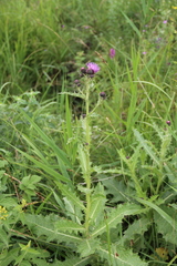 Cirsium uliginosum