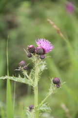 Cirsium uliginosum