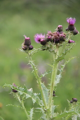 Cirsium uliginosum