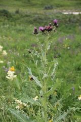 Cirsium uliginosum