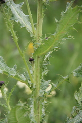 Cirsium uliginosum