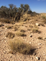 Muhlenbergia setifolia