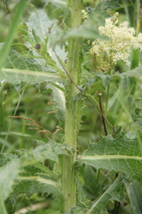 Cirsium uliginosum