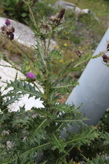 Cirsium uliginosum