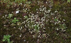 Draba verna