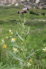 Cirsium uliginosum