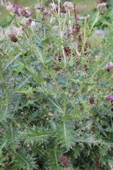 Cirsium uliginosum