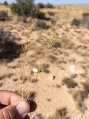 Muhlenbergia setifolia