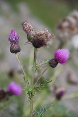 Cirsium uliginosum
