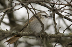 Cranioleuca pyrrhophia