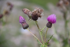 Cirsium uliginosum