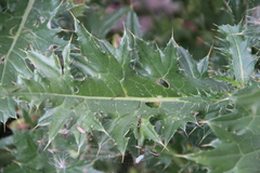 Cirsium uliginosum