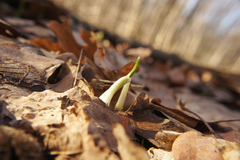 Allium ursinum