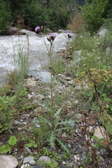 Cirsium uliginosum