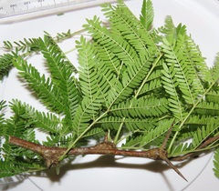 Vachellia robusta clavigera
