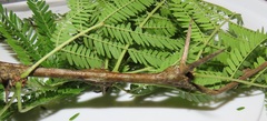Vachellia robusta clavigera