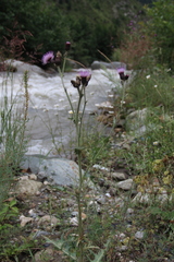 Cirsium uliginosum
